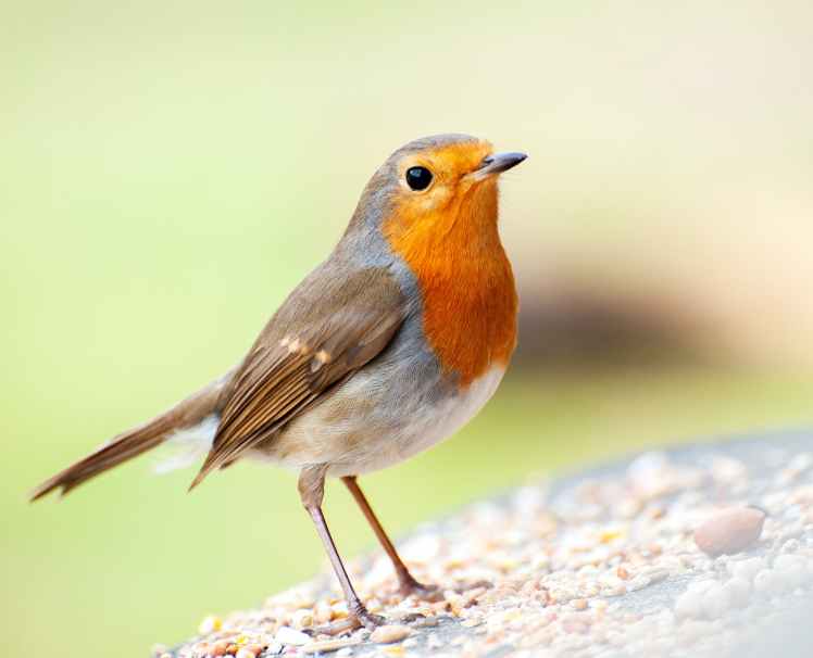 A Robin’s Singing&nbsp;Now