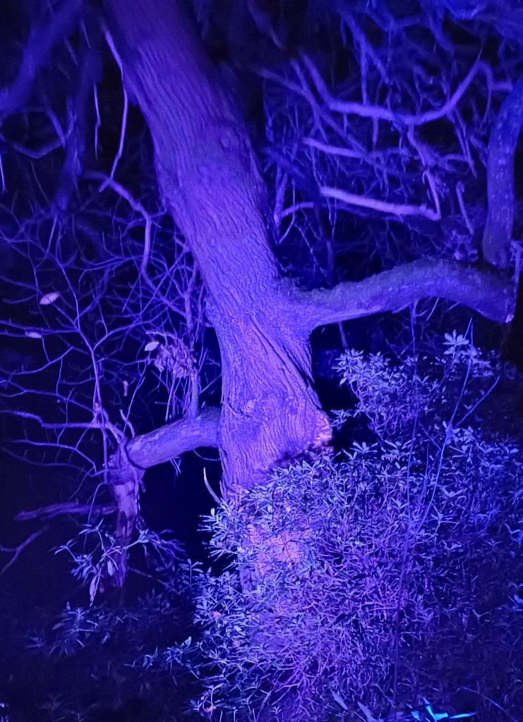 Trees Lit Up with Purple Lighting
