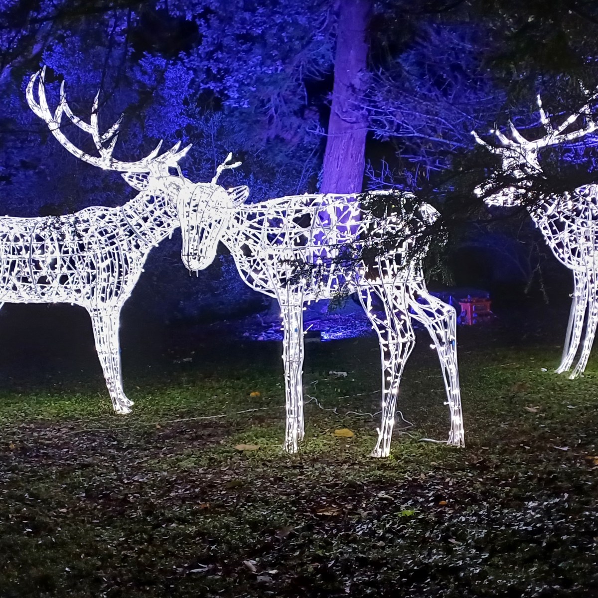 Wonderlights at Fota House: A Spectacular Light&nbsp;Show